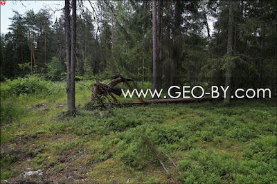 Hurricane effects in Puszcza Nalibocka