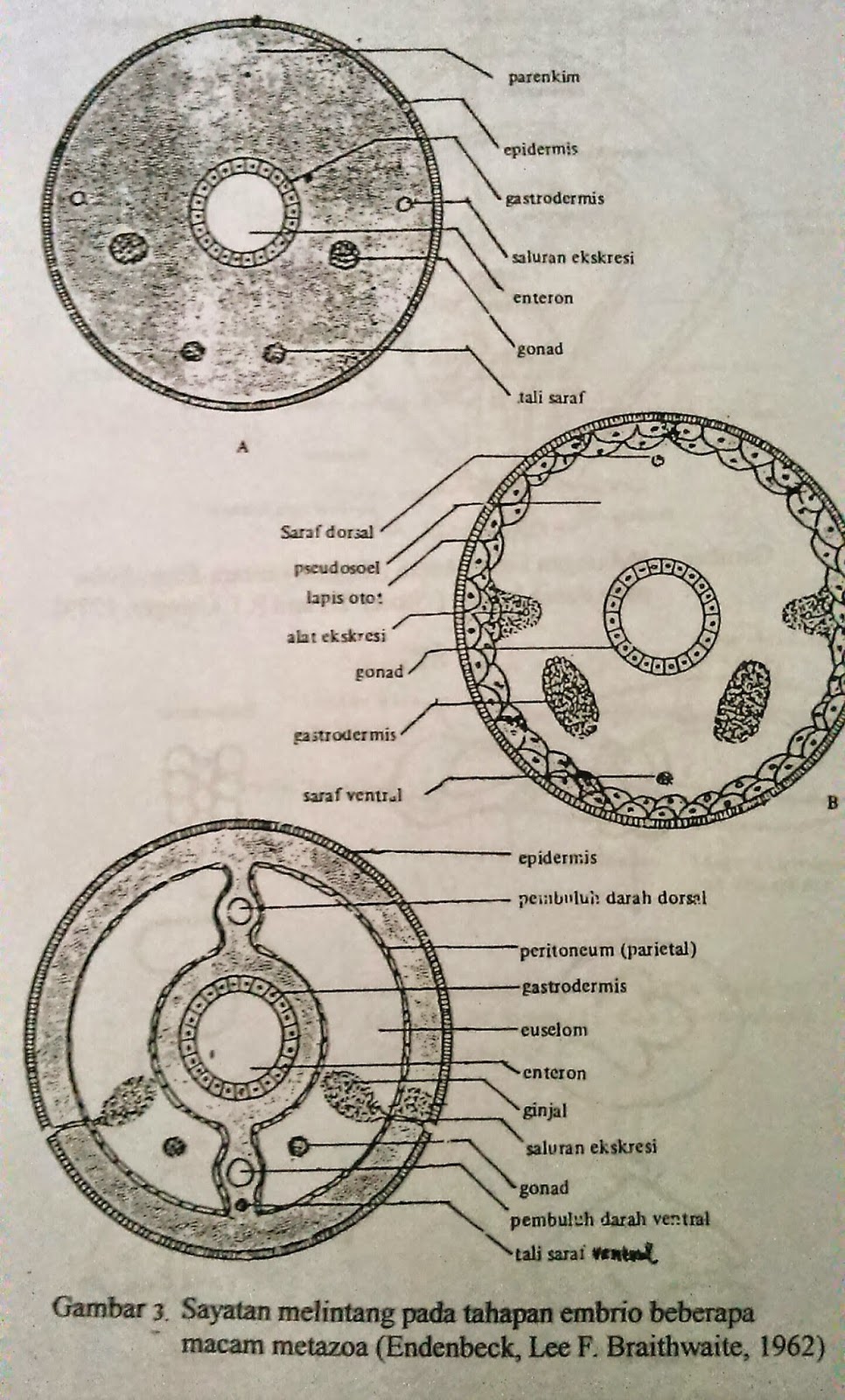 Contoh Hewan Invertebrata Berdasarkan Filum - Contoh Two