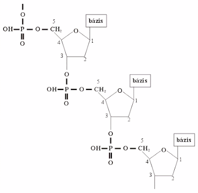 Nukleinsavak (Nucleic)