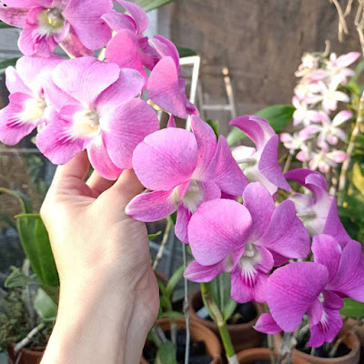 Pink Dendrobium in home Garden 