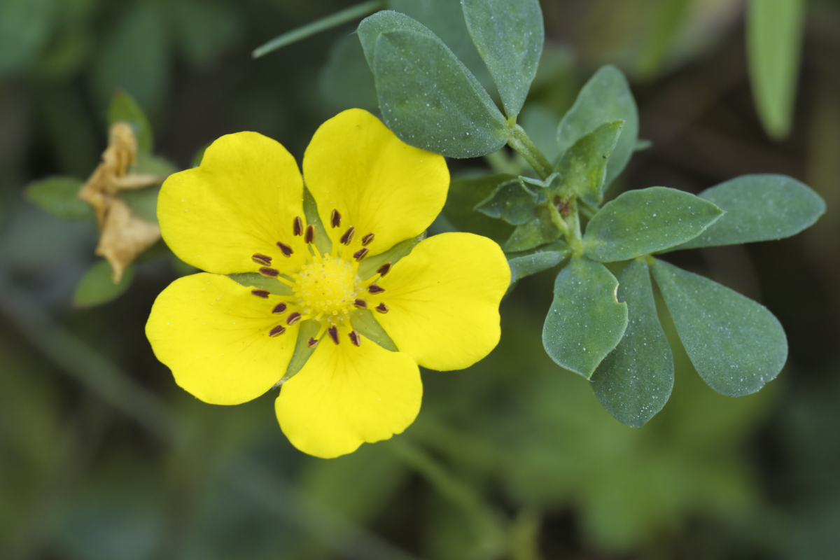 Potentilla reptans