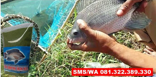 Umpan Pelet Serbuk Paling Jitu Untuk Ikan Nila