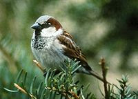 vilero, gorrión, sparrow, passeridae