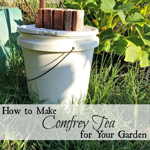 How to make comfrey tea to fertilize your garden