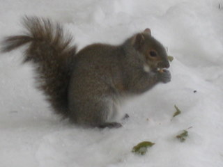 One more squirrel photo