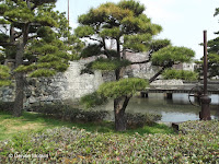 Cloud-pruned pines near Tokushima Castle, Shikoku, Japan