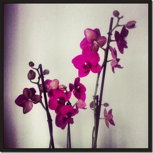 orquc3addea-radiante-11