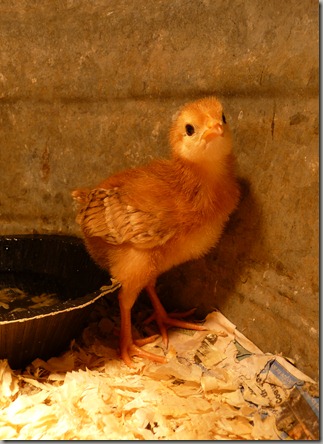 chicks 005