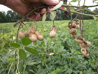 Cara Menanam Kacang tanah yang benar