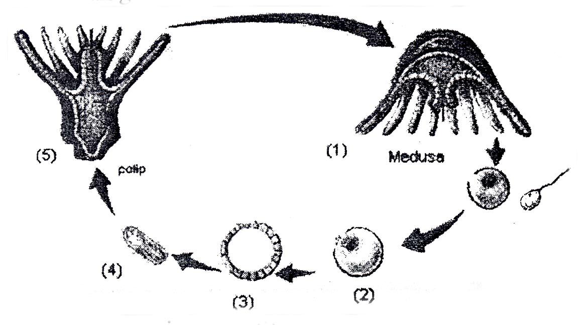 Punya Ulil Pembahasan UN Biologi 2010 1 15