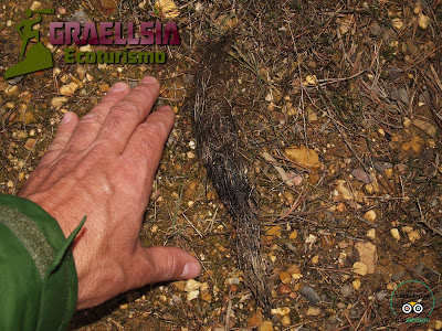 Observación del Lobo Ibérico en la Sierra de La Culebra