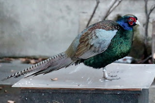 Japanese Pheasant