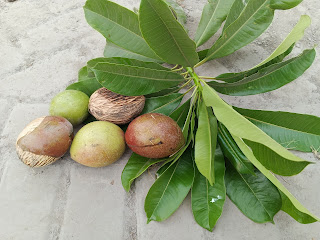 Buah dan daun tanaman Bintaro (Cerbera Manghas)