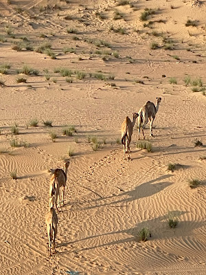 desertdubaiairballoonmontgolfierechameau