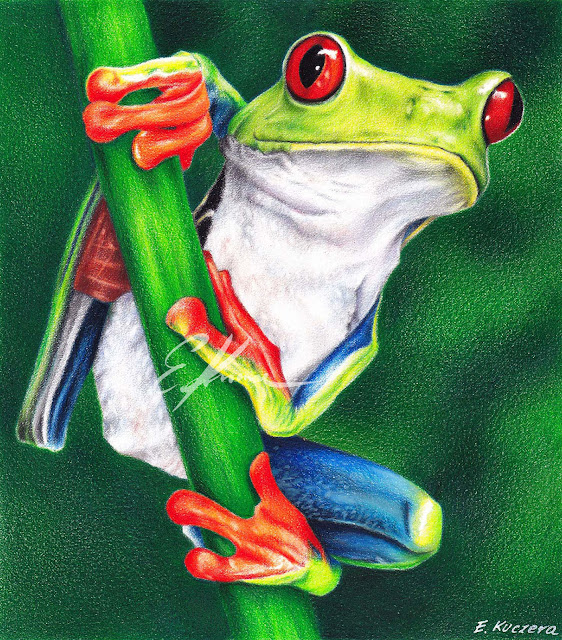 Colored pencil portrait of red-eyed frog