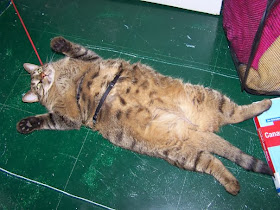 Funny cats - part 79 (35 pics + 10 gifs), fat cat