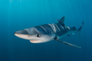 shark, blue shark, shark finning, shark fin soup