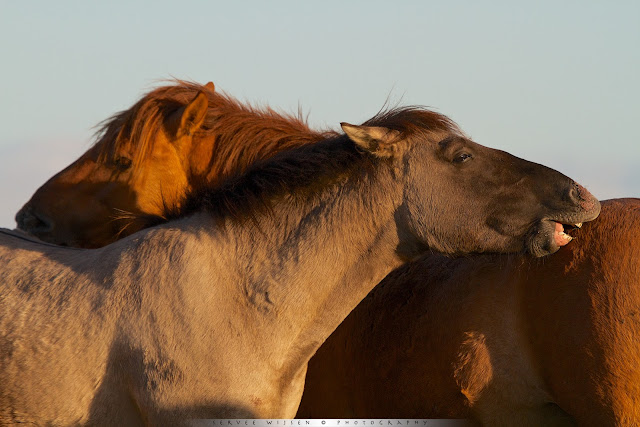 Konik [Equus caballus caballus]