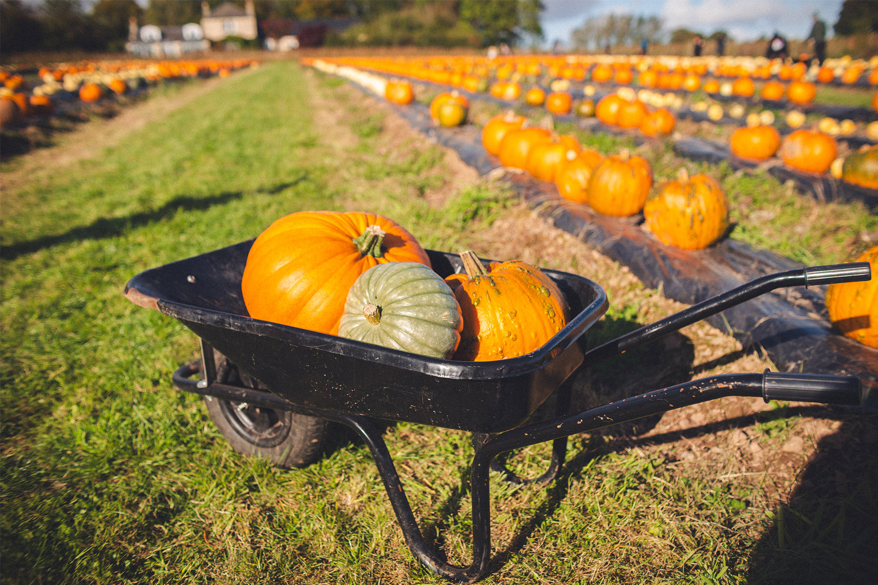 pumpkin picking cairnie fruit farm wheelbarrow