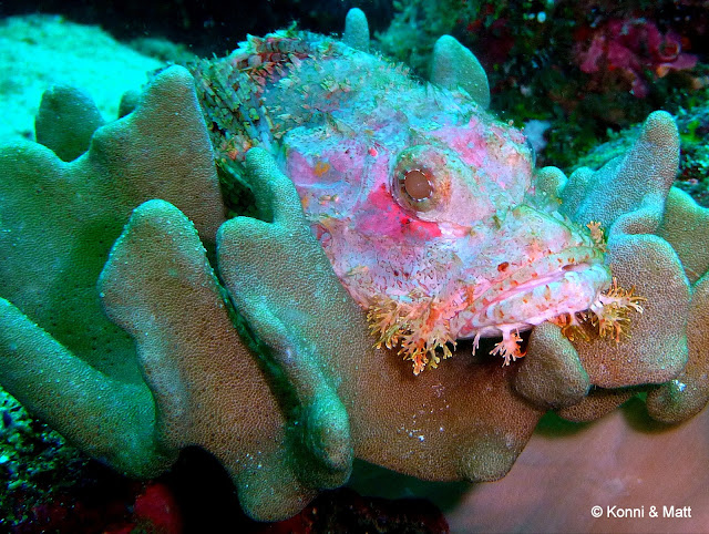 scorpionfish, pulau weh, indonesia, sumatera