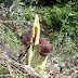 Flower: Bungei Kibut / Amorphophallus titanum at Air Lanang Village,Rejang Land Sumatra