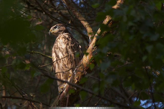 Juveniele Havik - Juvenile Goshawk - Accipiter gentilis