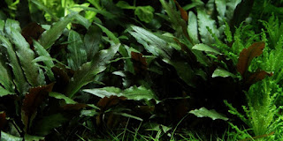 Cryptocoryne Becketti Petchii