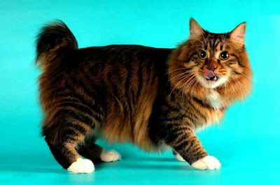 bobtail cat