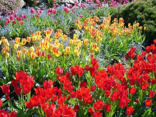 Pelik dan Aneh Taman  bunga  paling cantik  di dunia
