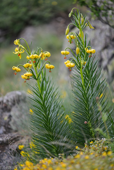 Лилия пиренейская (Lilium pyrenaicum)