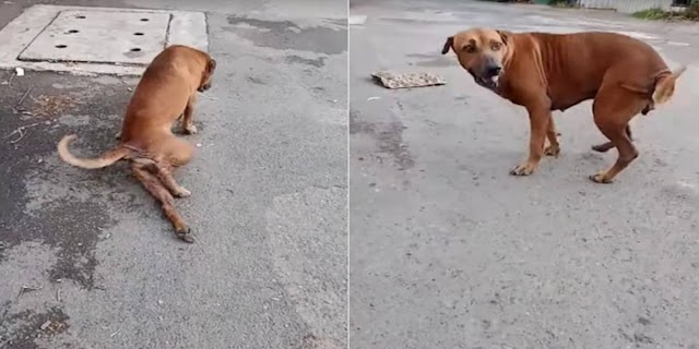 Vídeo: Cachorro de rua 'finge' machucado na pata para ganhar carinho e comida