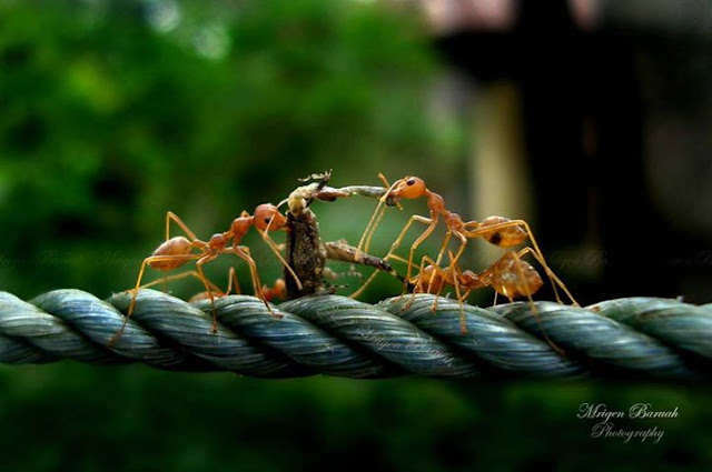 আজিৰ আলোকচিত্ৰঃ শিল্পী মৃগেন বৰুৱা