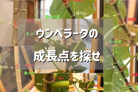 ウンベラータ成長点の探し方 ウンベラータブログ