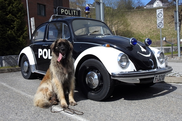 politihund leonberger politibil