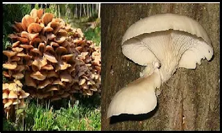 hidup jamur