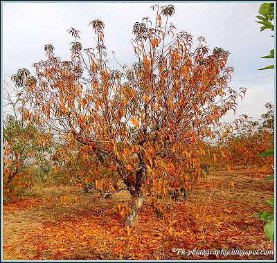 Autumn Tree Pictur