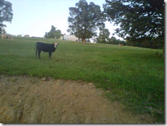 cowffb