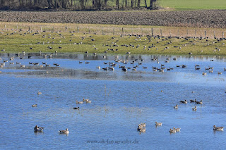 Wildlifefotografie Naturfotografie Ahsewiesen Olaf Kerber