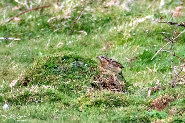 Wryneck