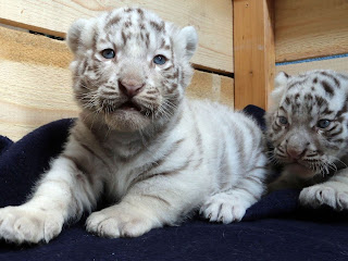 tiger cubs for sale