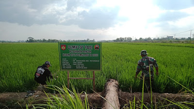  Ini Tujuan Perawatan Padi Secara Intensif Kodim Pemalang 