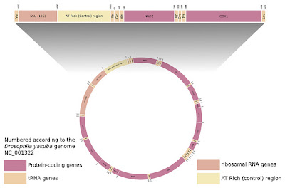 Diagram of the mitochondrial DNA genome of Drosophila yakuba