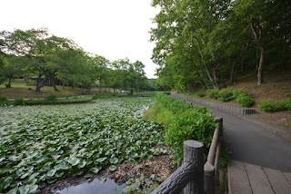 北山公園の蛍