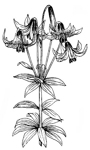 Лилия канадская (Lilium canadense)