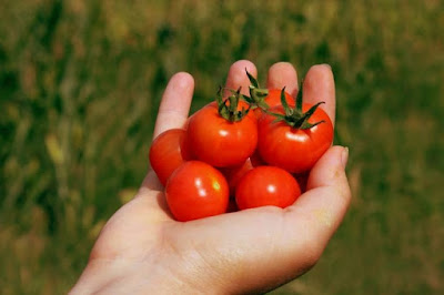 porque mis tomates son pequenos