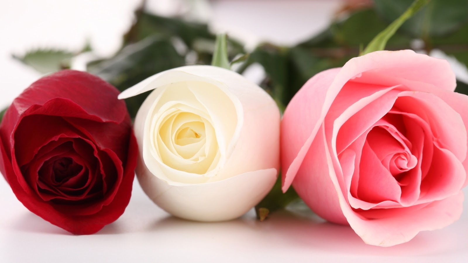 Ravishment: Beautiful Roses HD Desktop Wallpapers in 1080p
