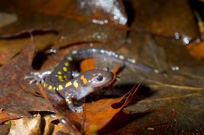 Michigan DNR: Spring's the time for spotting salamanders on the move