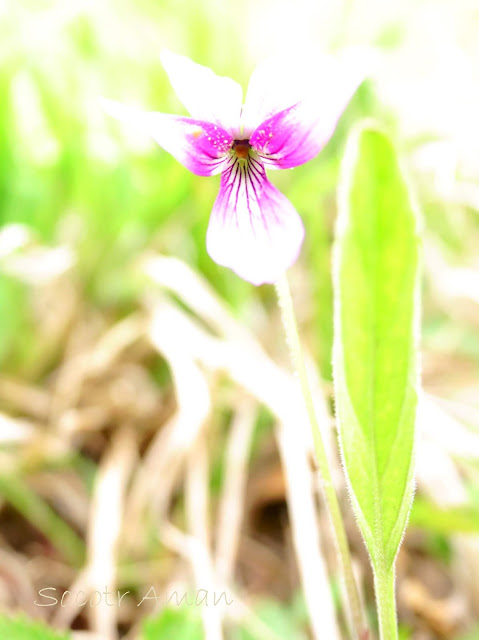 Viola hirtipes * mandshurica