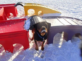 Cute dogs - part 7 (50 pics), dog playing on playground in the snowy day