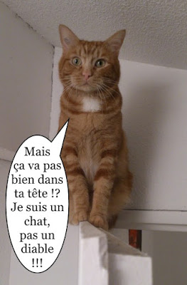 Lionel, chat roux de l'école du chat libre.